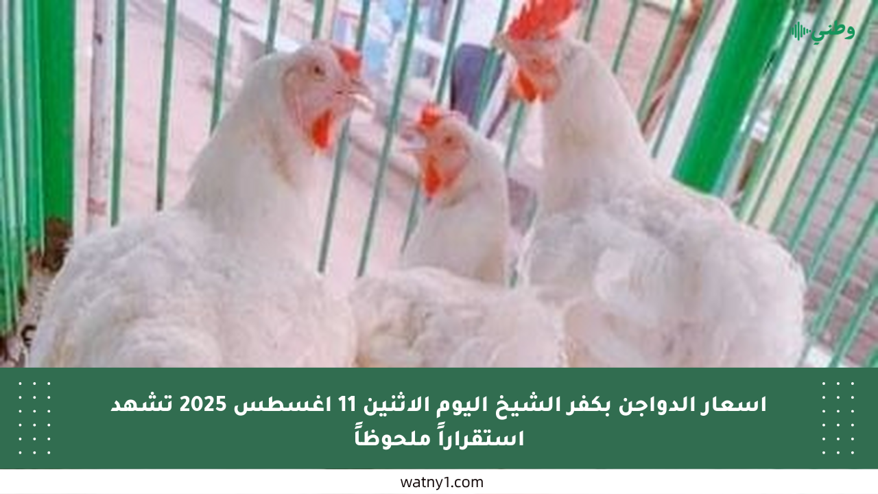أسعار الدواجن بكفر الشيخ اليوم الإثنين 11 أغسطس 2025 تشهد استقراراً ملحوظاً